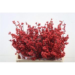 Ilex Ve Rode Bes 60cm