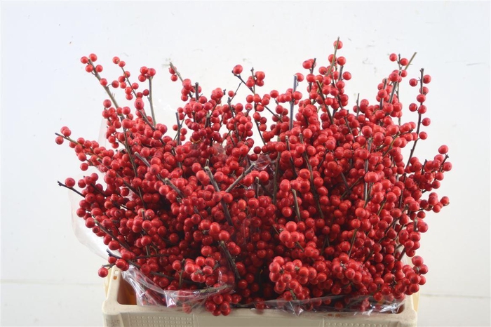 <h4>Ilex Ve Rode Bes 60cm</h4>