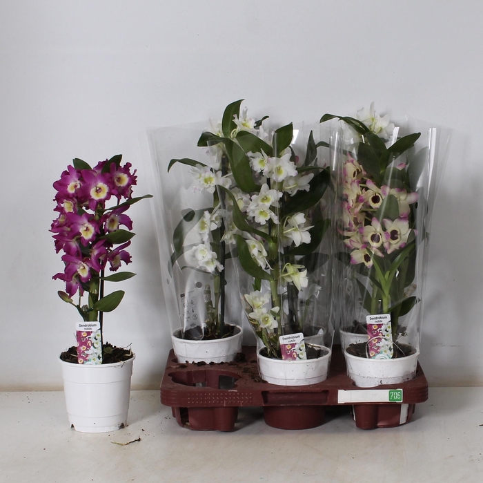 <h4>DEND NOBILE</h4>