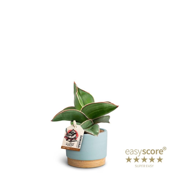 <h4>SANSEVIERIA EHRENBERGII</h4>