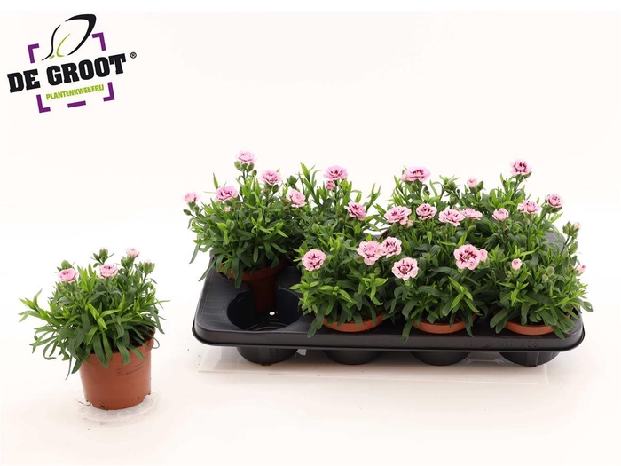 Dian Osc Purple Star