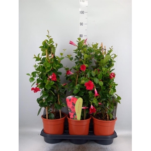Mandevilla am. 'Sundav Red'