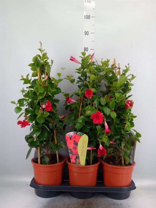 <h4>Mandevilla am. 'Sundav Red'</h4>