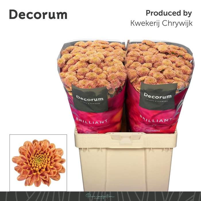 <h4>CHR S ELLISON SALMON</h4>