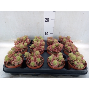 Sedum rubrotinctum 'Aurora'