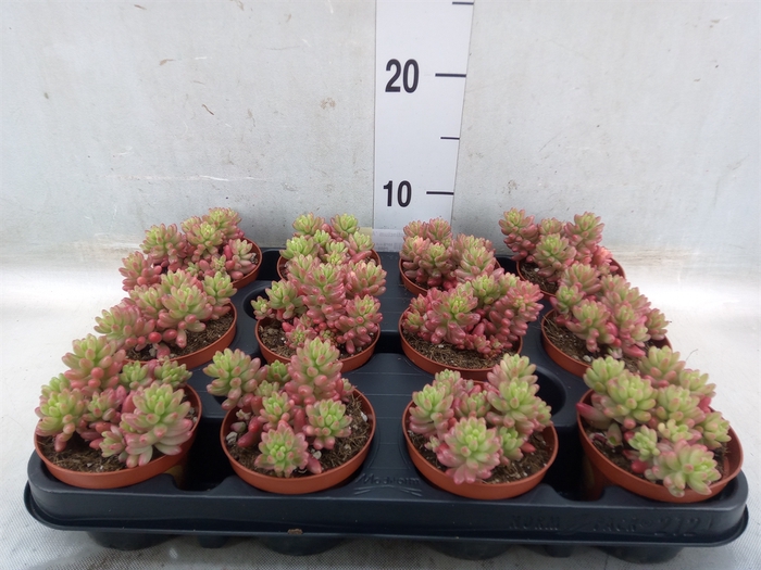 <h4>Sedum rubrotinctum 'Aurora'</h4>
