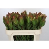 Leucadendron Laurel Yellow