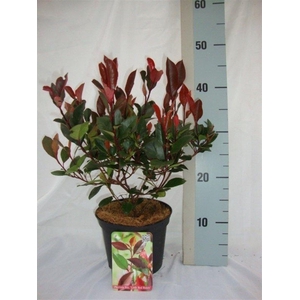 Photinia fraseri 'Little Red Robin'