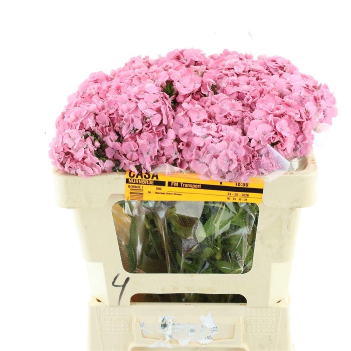 <h4>DI BARB EARL BRE</h4>