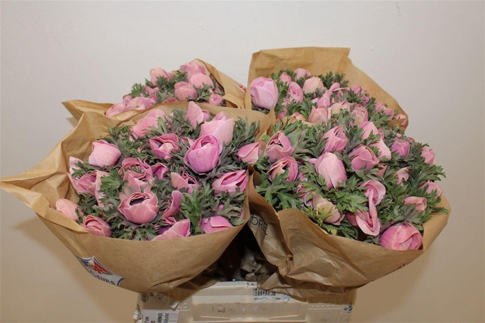 <h4>Anem Marianne Powder Pink</h4>