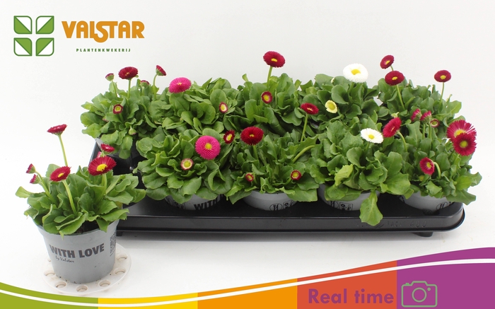 <h4>BELLIS P KL BEL GEM</h4>