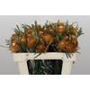 Banksia Dryandra