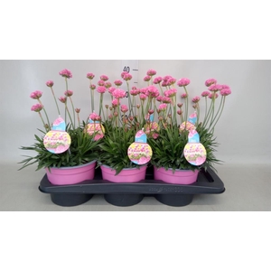 Armeria pseud. 'Dreameria Sweet Dr'