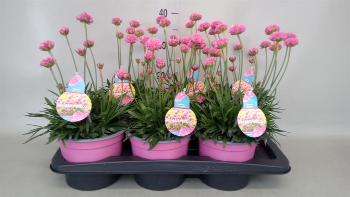 <h4>Armeria pseud. 'Dreameria Sweet Dr'</h4>