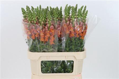 <h4>Antir Avignon D Orange</h4>