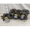 Ajuga Rept