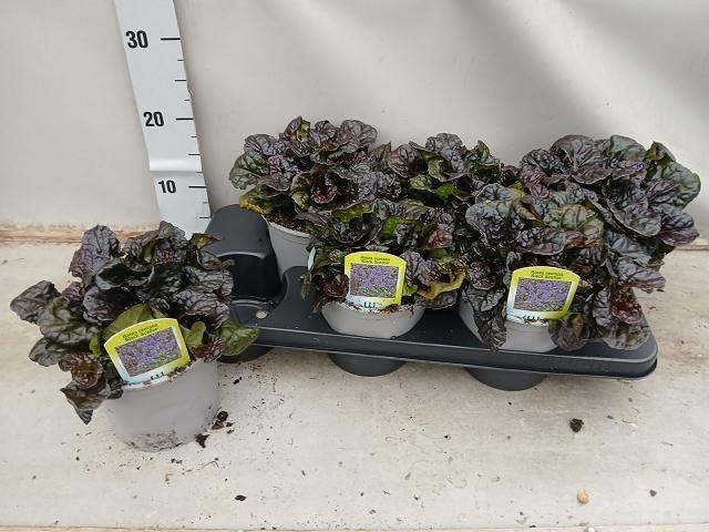 Ajuga Rept