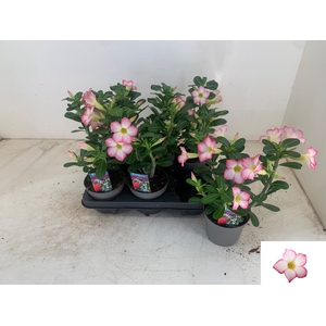 ADEN PINKSTAR