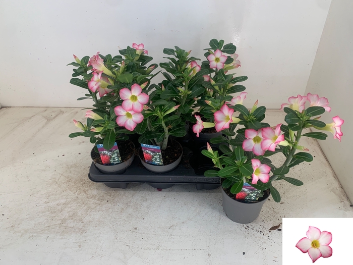 <h4>ADEN PINKSTAR</h4>