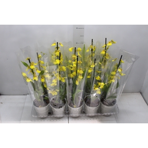 ONCIDIUM ALOHA P12