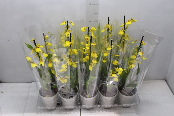 <h4>ONCIDIUM ALOHA P12</h4>