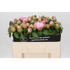 Paeonia Angel Cheeks