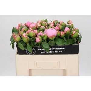 Paeonia Angel Cheeks