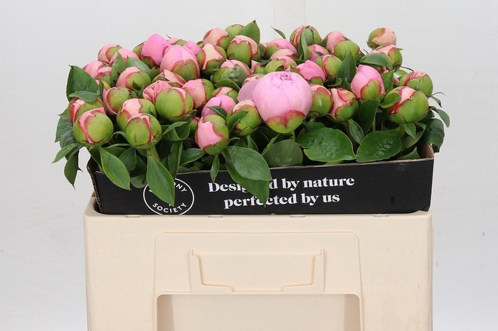 <h4>Paeonia Angel Cheeks</h4>