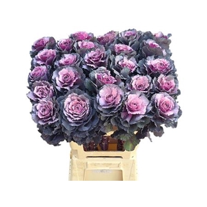 Brass Klb Dark Pink