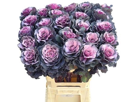 <h4>Brass Klb Dark Pink</h4>