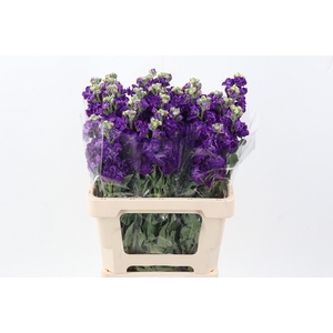 Matth Phantom Purple