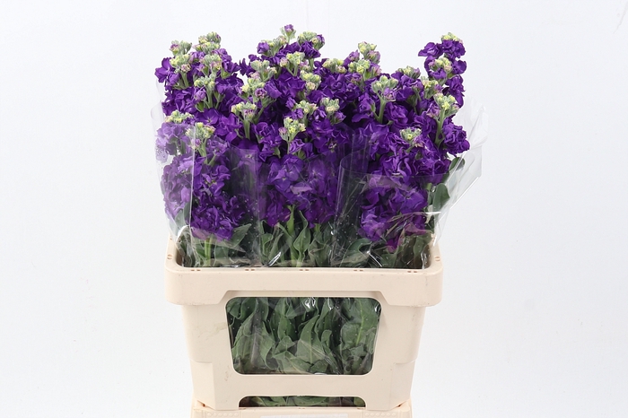 <h4>Matth Phantom Purple</h4>