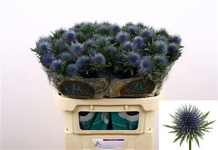 <h4>Eryn Magnetar Qstar</h4>