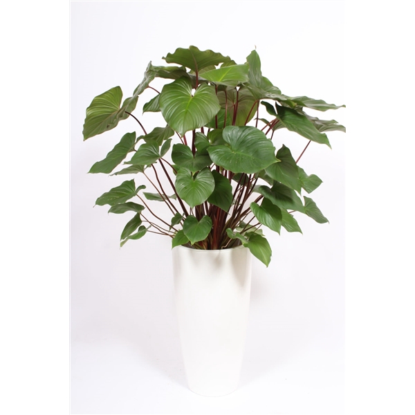 <h4>Homalomena 'Maggy' in Santorini pot "wit"</h4>