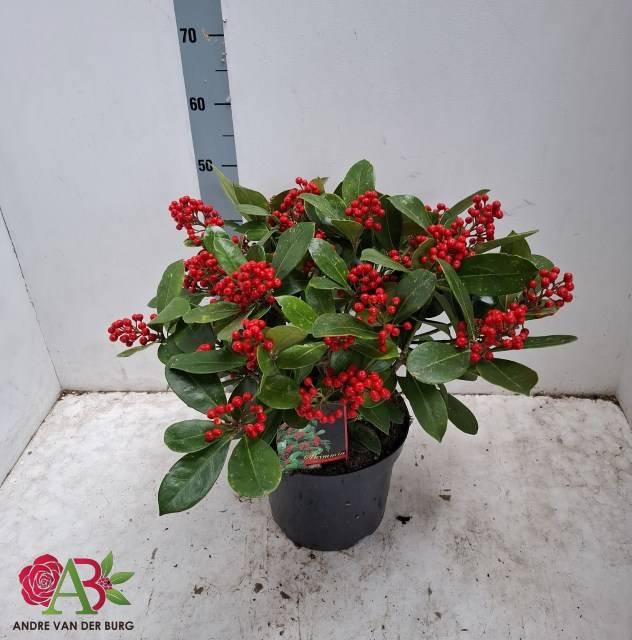 <h4>SKIM J VEITCHII</h4>