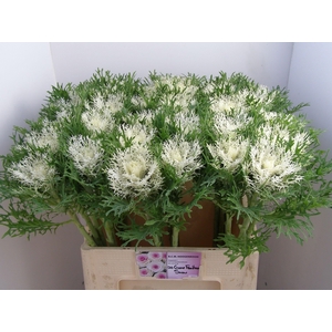 Brass Crane Fea Snow