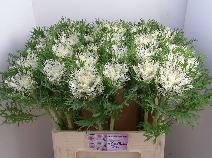 <h4>Brass Crane Fea Snow</h4>