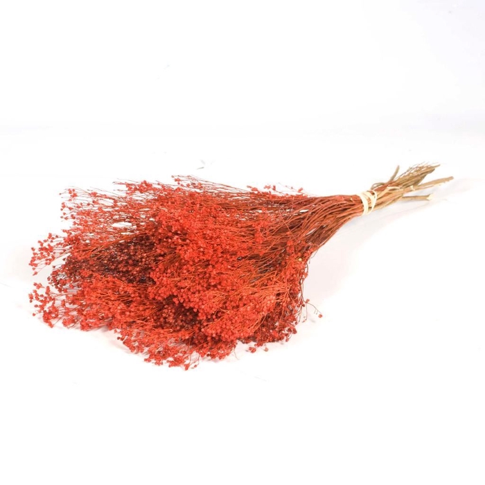 <h4>Broom bloom bunch burnt orange</h4>