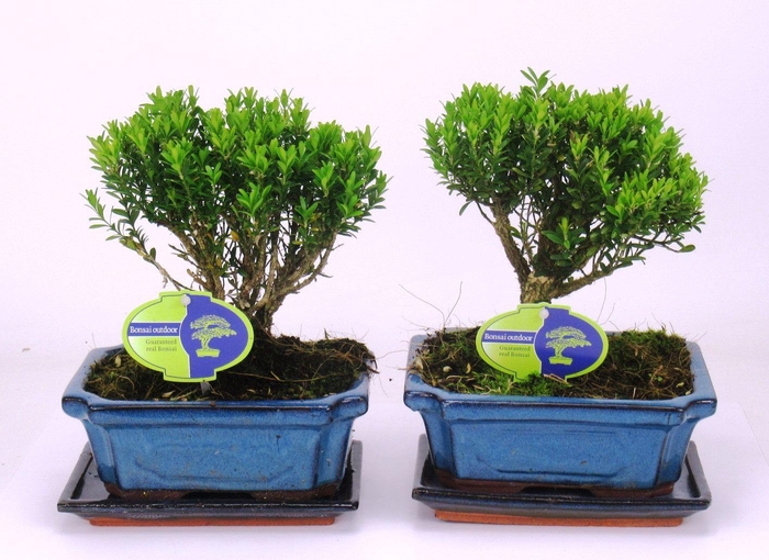 <h4>Buxus harlandii, 19 cm broom, with driptray</h4>