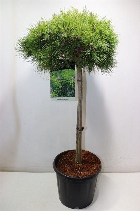 <h4>Pinus Low Glow</h4>