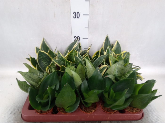 <h4>Sansevieria trifa. 'Hahnii'</h4>