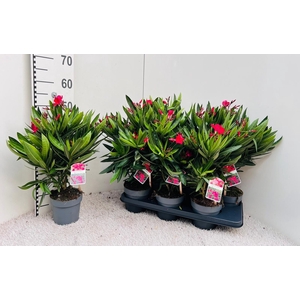 Nerium Oleander Red
