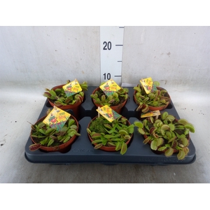 Dionaea muscipula