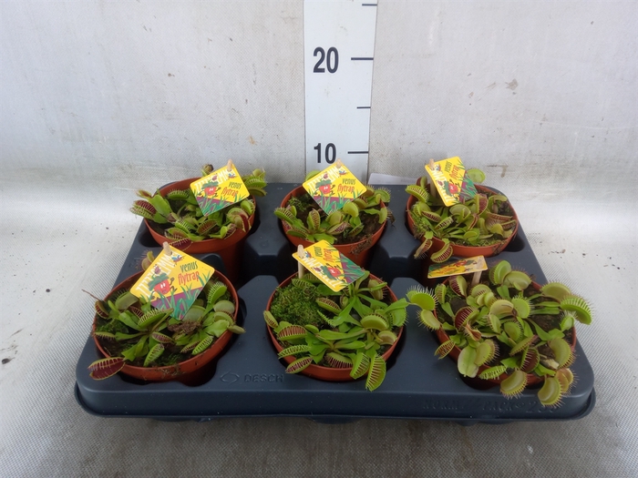 <h4>Dionaea muscipula</h4>