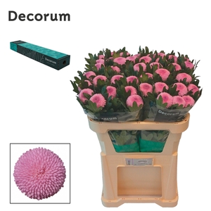 Chr G Momoko
