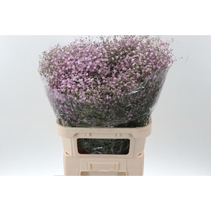 Gypsophila Pan My Pink