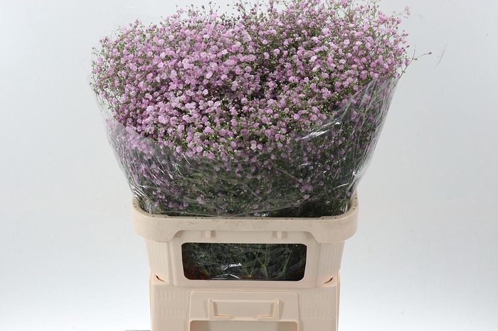 <h4>Gypsophila Pan My Pink</h4>