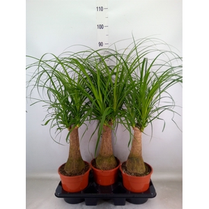 Beaucarnea recurvata