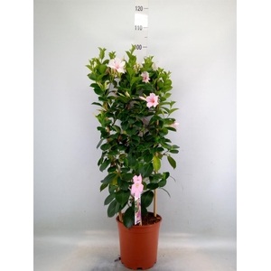 Epipremnum pinn.   ...moss stick