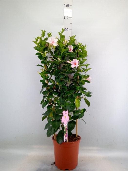 <h4>Epipremnum pinn.   ...moss stick</h4>